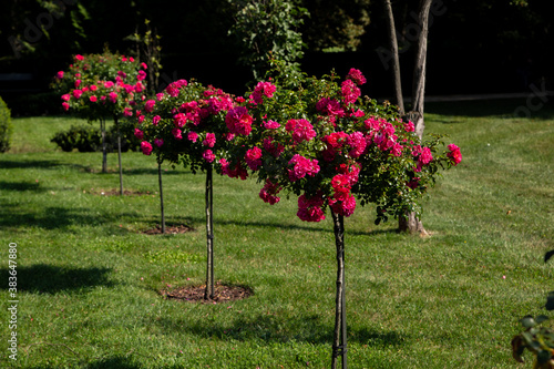 alley of bushes of blooming pink roses