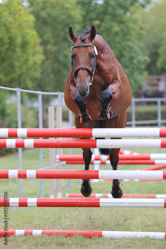 Horse loose jumping on breeders event outdoors © acceptfoto
