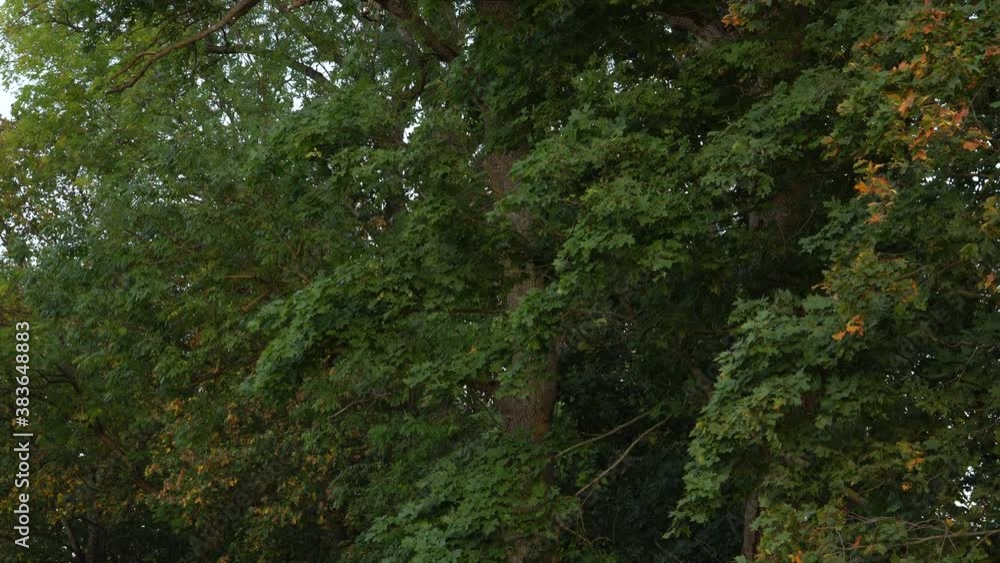 Maple trees foliage panorama in the early autumn season. Wild nature panoramic landscape in a wooded environment. Camera movement from bottom to top. Low angle footage. Maple trees foliage panorama in the early autumn season. Wild nature panoramic landscape in a wooded environment. Camera movement from bottom to top. Low angle footage.