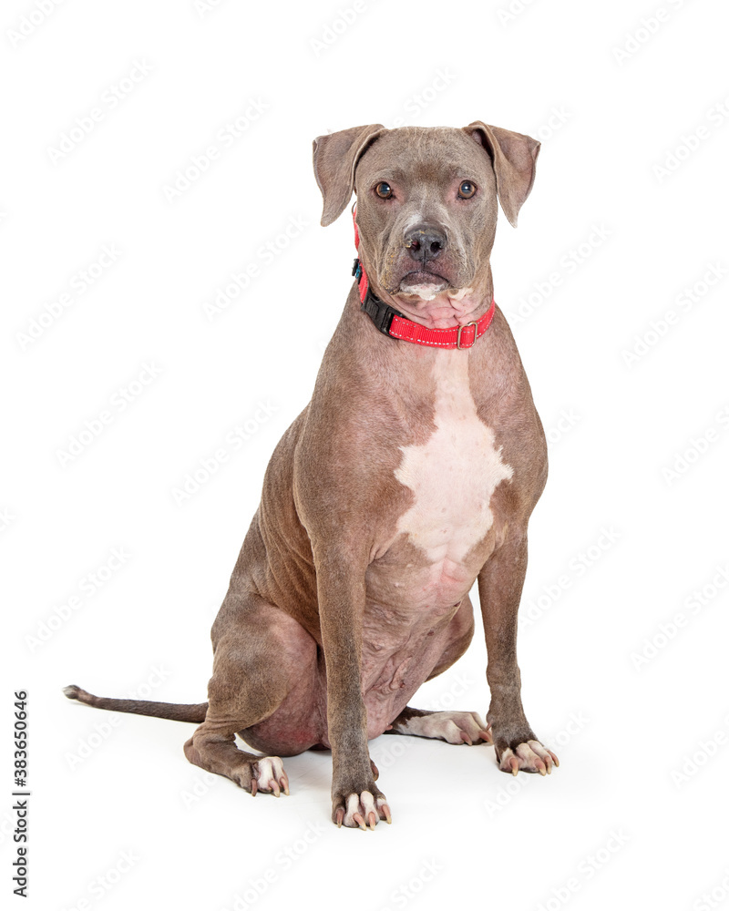Blue Staffordshire Terrier Dog Sitting Looking Forward