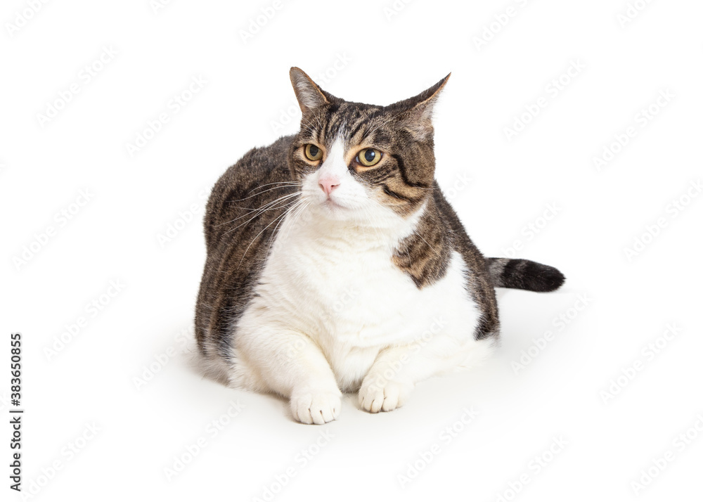 Obraz premium Overweight Tabby and White Cat Lying Down