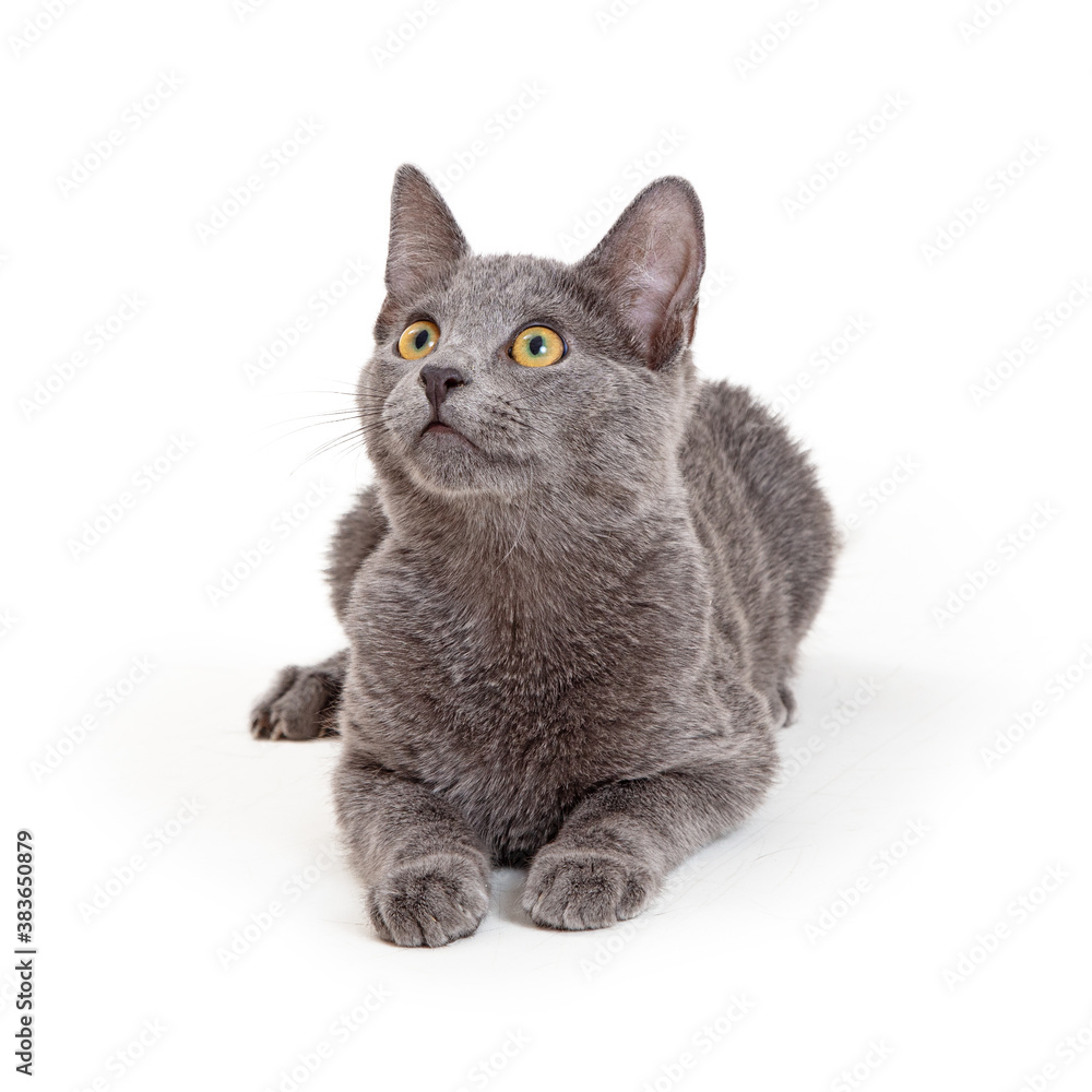 Pretty Grey Cat Lying Looking Up Isolated