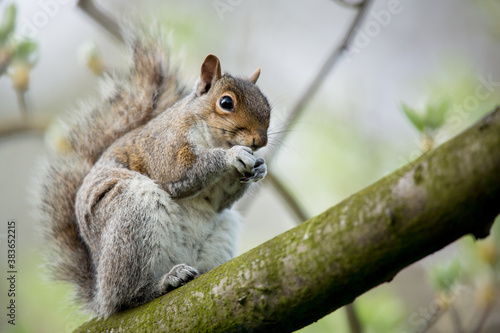 Red squirrel (Sciurus vulgaris) photo
