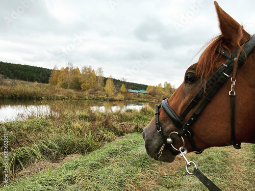 Fototapeta Naklejka Na Ścianę i Meble -  portrait of a horse