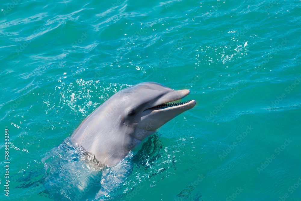 Dolphin head is close up in the sea. Toned image. Concept nature of Cuba