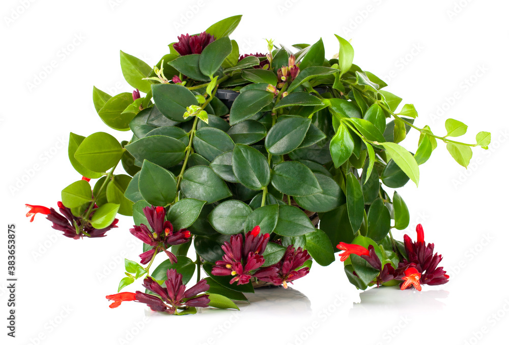 Lipstick Plant (Aeschynanthus radicans) in pot, isolated on whit foto