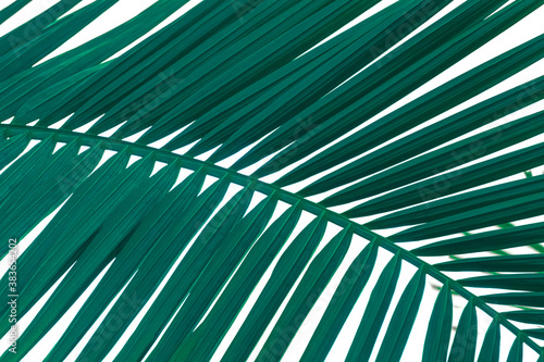 Close up palm tree leaf view. Tropical background.