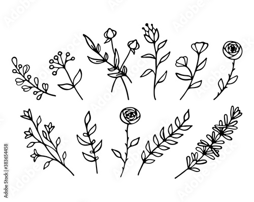 Collection of delicate greenery, wildflowers, rustic herbs, forest fern, foliage, leaves, stems and plants in line style. Set of elegant hand drawn flowers. Botanical design elements