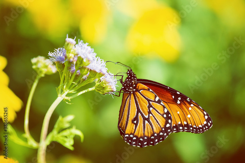 Queen butterfly (Danaus gilippus) feeding on Greggs Mistflowers (Conoclinium greggii) in the fall. Yellow flowers in the  background with copy space. © leekris