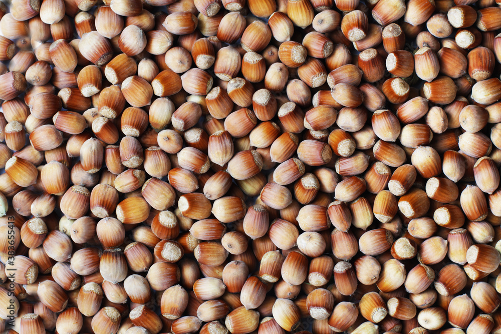 Whole hazelnuts. Photo wallpaper. Walnut background Whole hazelnuts. Photo wallpaper. Walnut background