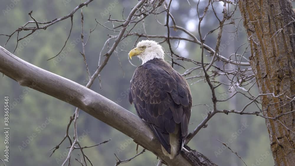 Bald Eagle taking flight from tree branch in Idaho after looking around. Bald Eagle taking flight from tree branch in Idaho after looking around.