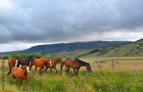 caballos libres