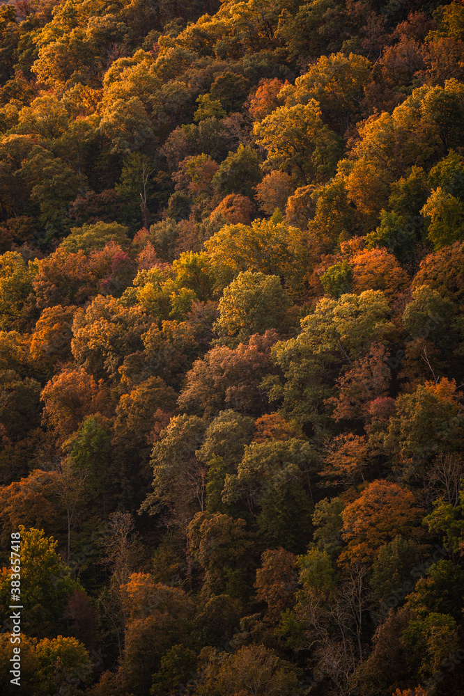 Fall Trees in Arkansas