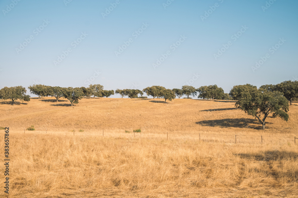 Obraz premium wide steppe of golden color. Cork trees in the steppe. a small dirt road between the steppe. beauty of the Alentejo area in Portugal