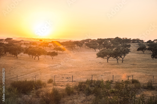 beautiful sunset over a wide steppe with trees. The beauty of the sunset. The colors of the sun