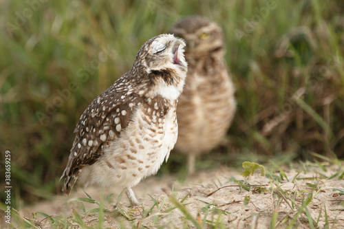 Burrowing owl with a green grass background