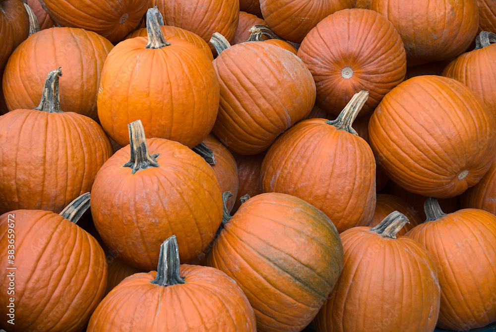 pile of pumpkins for sale at halloween or thanksgiving pile of pumpkins for sale at halloween or thanksgiving