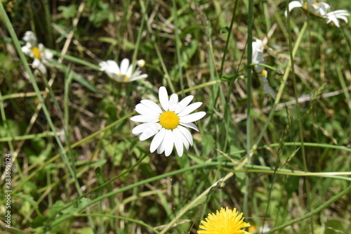 Margarita blanca
