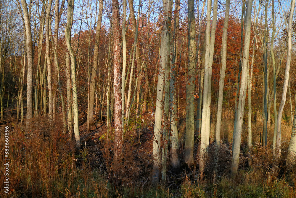 Fototapeta premium autumn forest in the morning