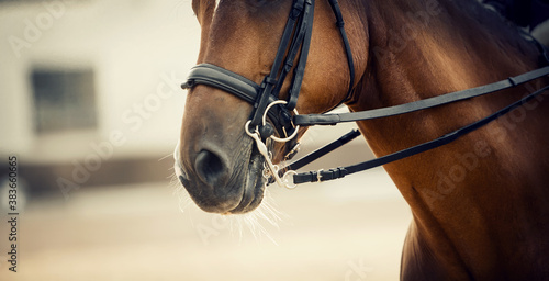 Nose sports red horse in the bridle. Dressage horse.