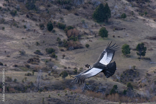 Scene view of an Andean condor (Vultur gryphus) flying against mountain in Esquel, Patagonia, Argentina