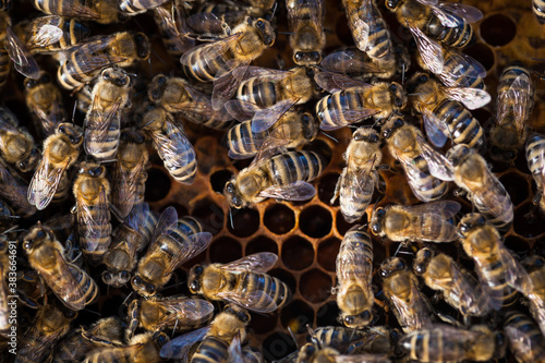 Macro shot of bees swarming on a honeycomb photo