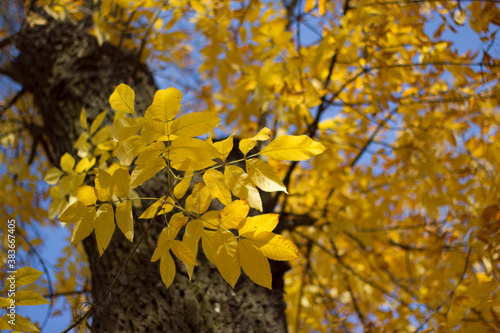 yellow leaves in autumn on the big tree photo