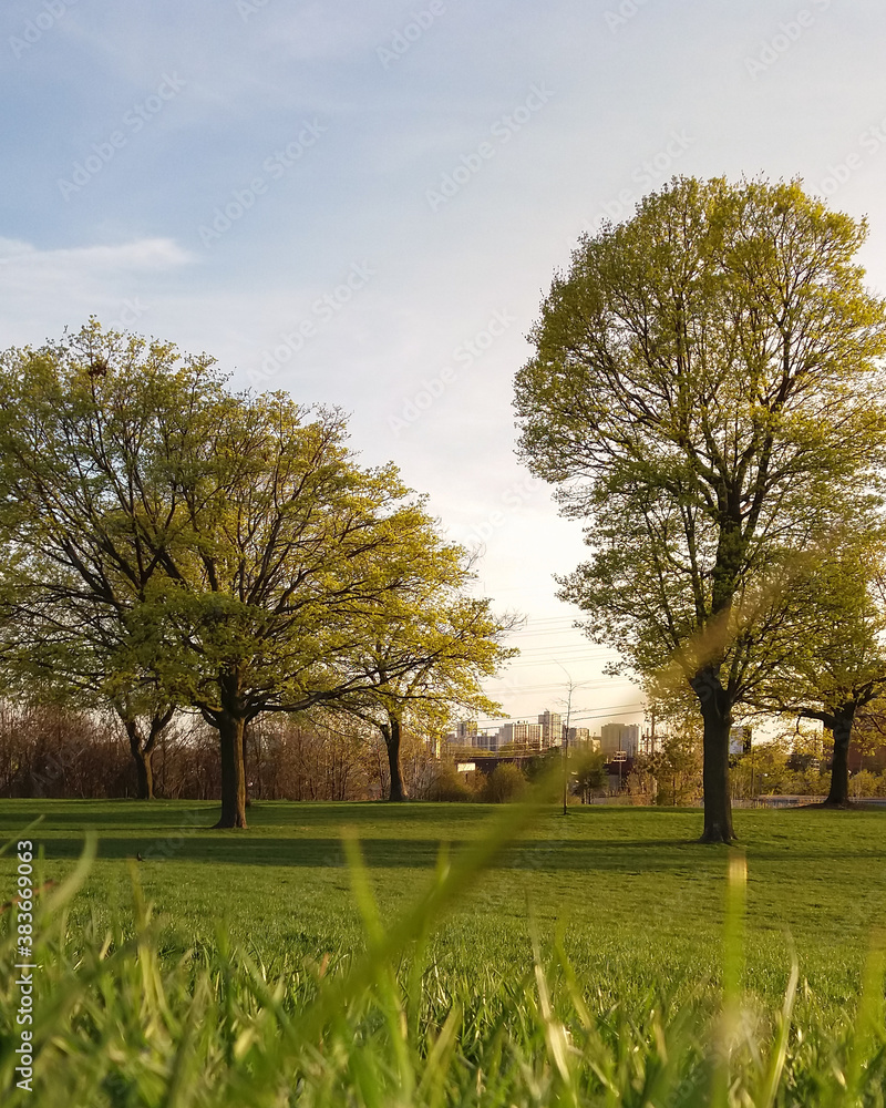 Obraz premium trees in the park