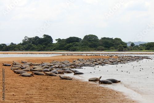 Flock of Arrau turtle (Podocnemis expansa) during the spawning season at the 