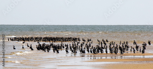 Large group of Neotropic cormorant (Phalacrocorax brasilianus) cooling off on a sandbank in the waters of the Xingu River, near the city of Senador Jose Porfirio, Para, Brazil photo