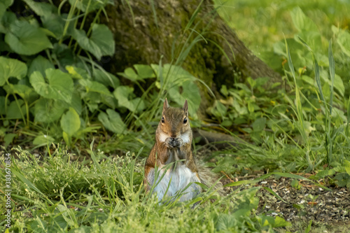squirrel in the grass, © Carey