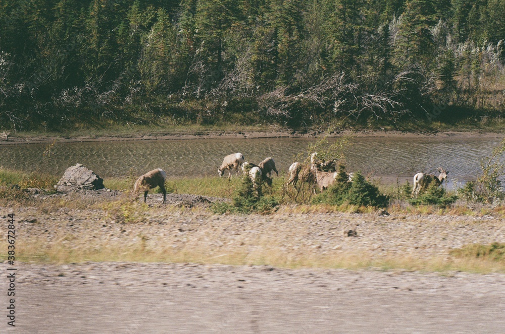 Fototapeta premium herd of sheep