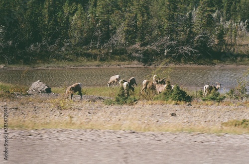 herd of sheep