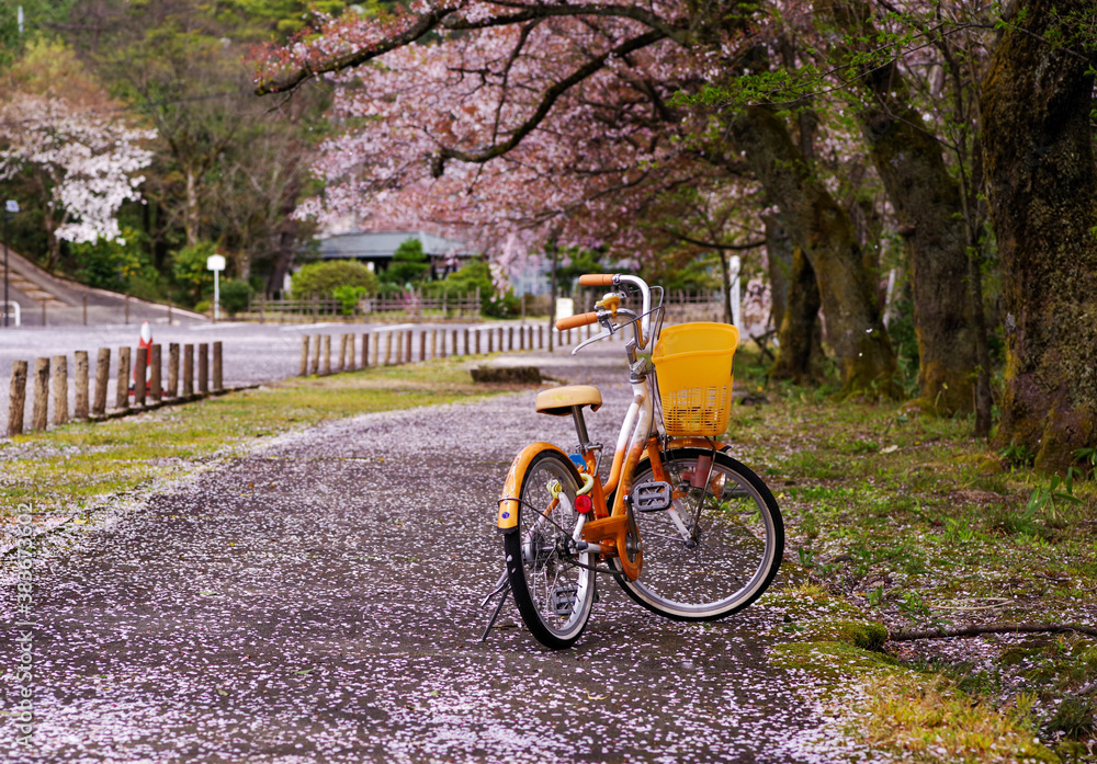 Fototapeta premium 桜の遊歩道と自転車