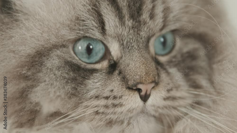 fluffy cat muzzle - a cat looking to the sides fluffy cat muzzle - a cat looking to the sides
