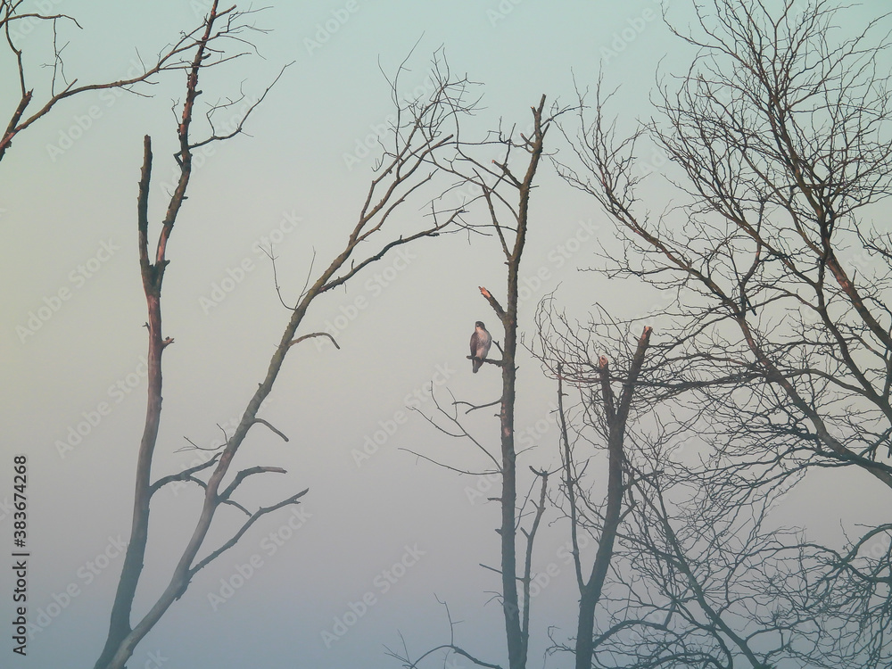 Obraz premium Misty Sunrise with Bare Trees and Red-Tailed Hawk Bird of Prey Raptor Perched Hunting in the Morning Light of Various Shades of Blue, Red, Orange and Yellow
