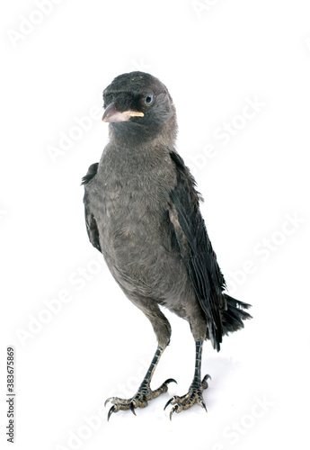 Western jackdaw photo