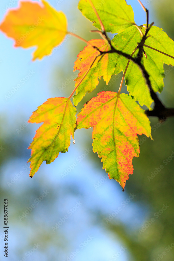 autumn leaves on sky. autumnal colours leaf on colorful bokeh background. maple leaf on colorful bokeh background autumn leaves on sky. autumnal colours leaf on colorful bokeh background. maple leaf on colorful bokeh background
