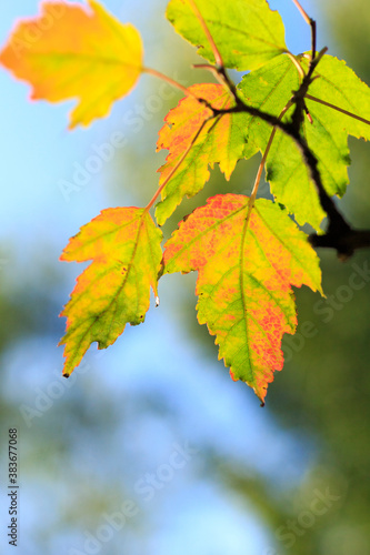 autumn leaves on sky. autumnal colours leaf on colorful bokeh background. maple leaf on colorful bokeh background 