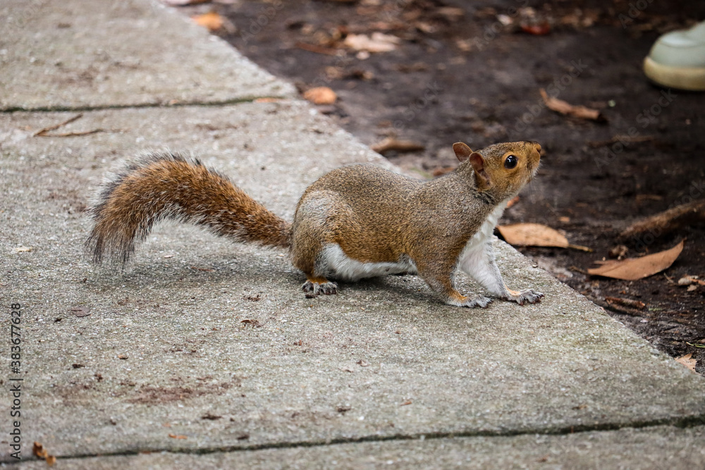 squirrel in the park squirrel in the park