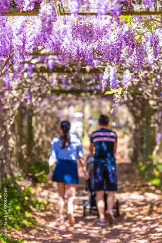 Out of focus of two young parent enjoy blossoming of wisteria arch in the park during springtime on a sunny day. 
