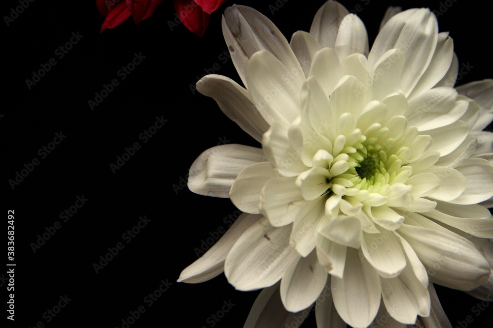 Close up of white flower background