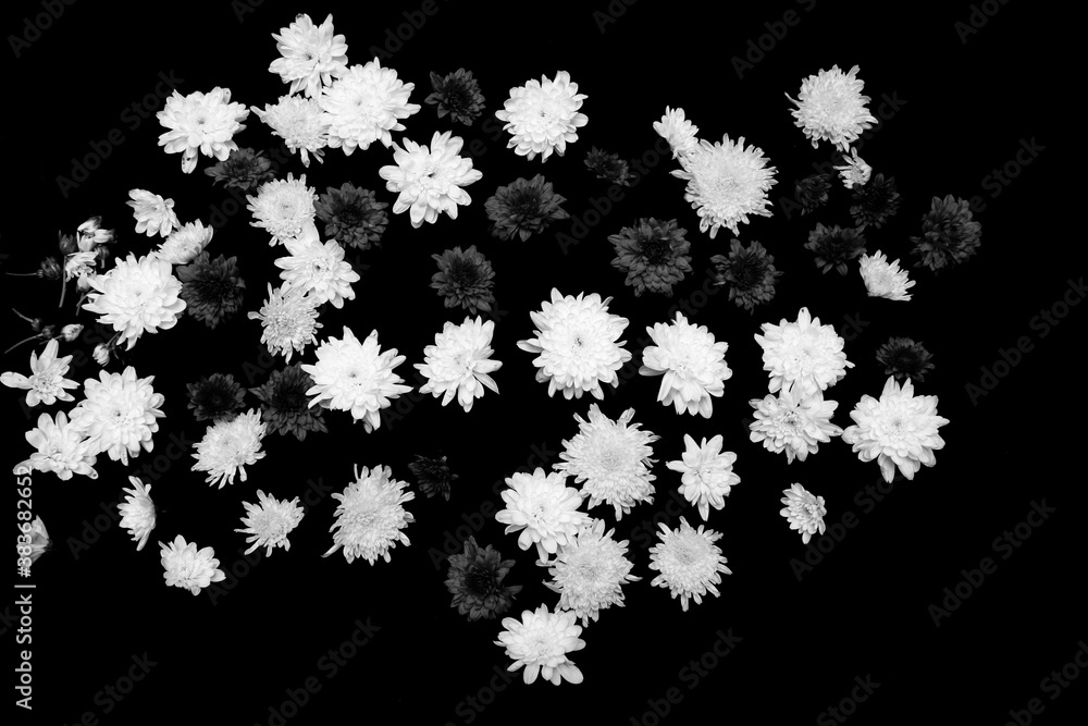 Black and white of flowers Black and white of flowers