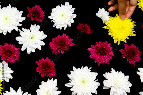 Colorful flowers on black background