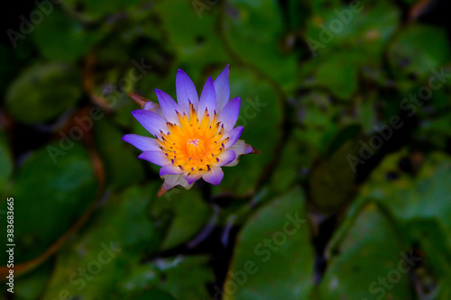 Nymphaea nouchali blue lotus flowering close up