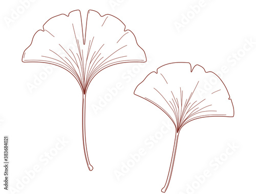 Illustration of fallen leaves of ginkgo