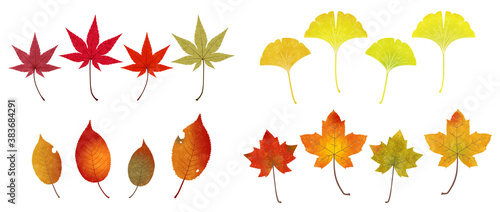 Illustration of various fallen autumn leaves
