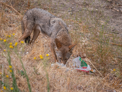  Coyote (Canis latrans) picking through  fast food trash