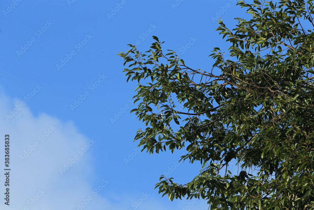 Fototapeta premium branches against sky