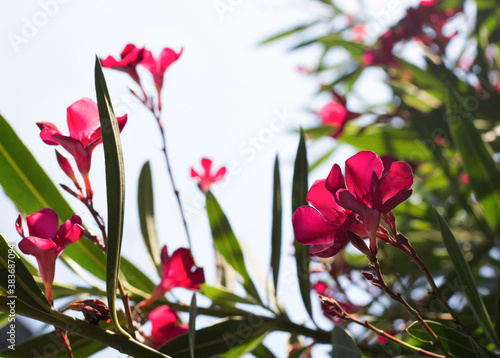 Blooming pink oleander. Evergreen ornamental plant. Delicate blooms